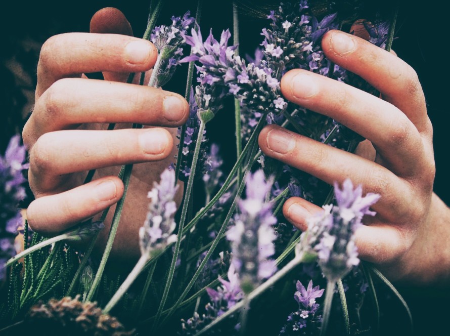 person touching purple petaled flowers